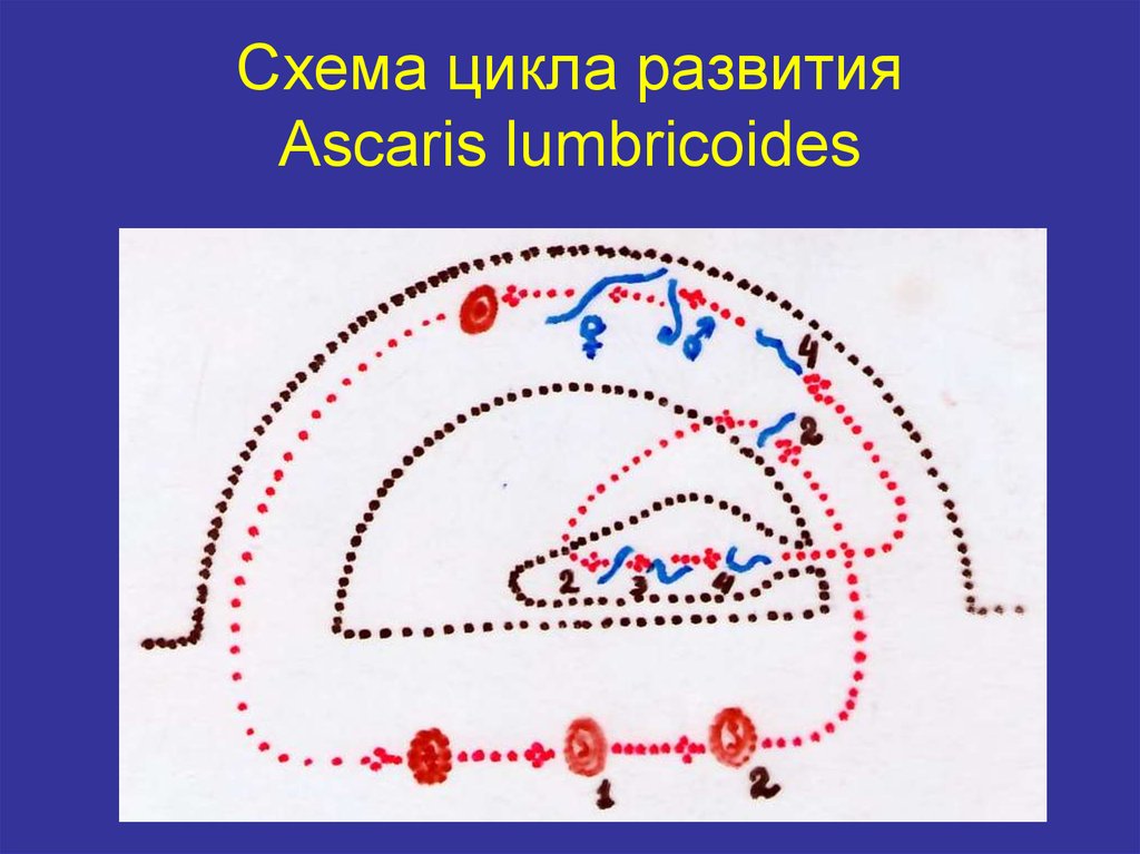 Жизненный цикл власоглава схема