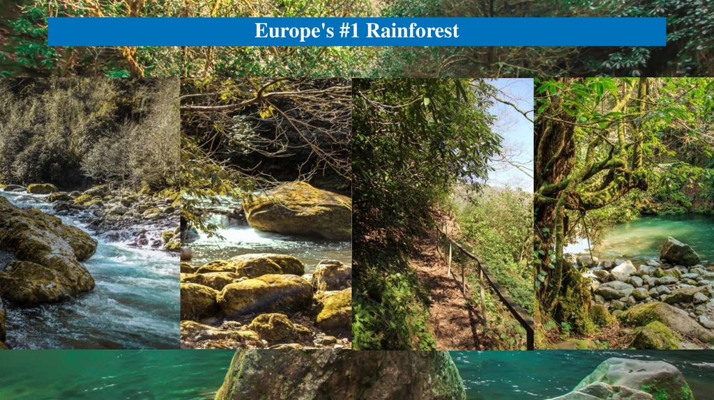 Europe's #1 Rainforest
