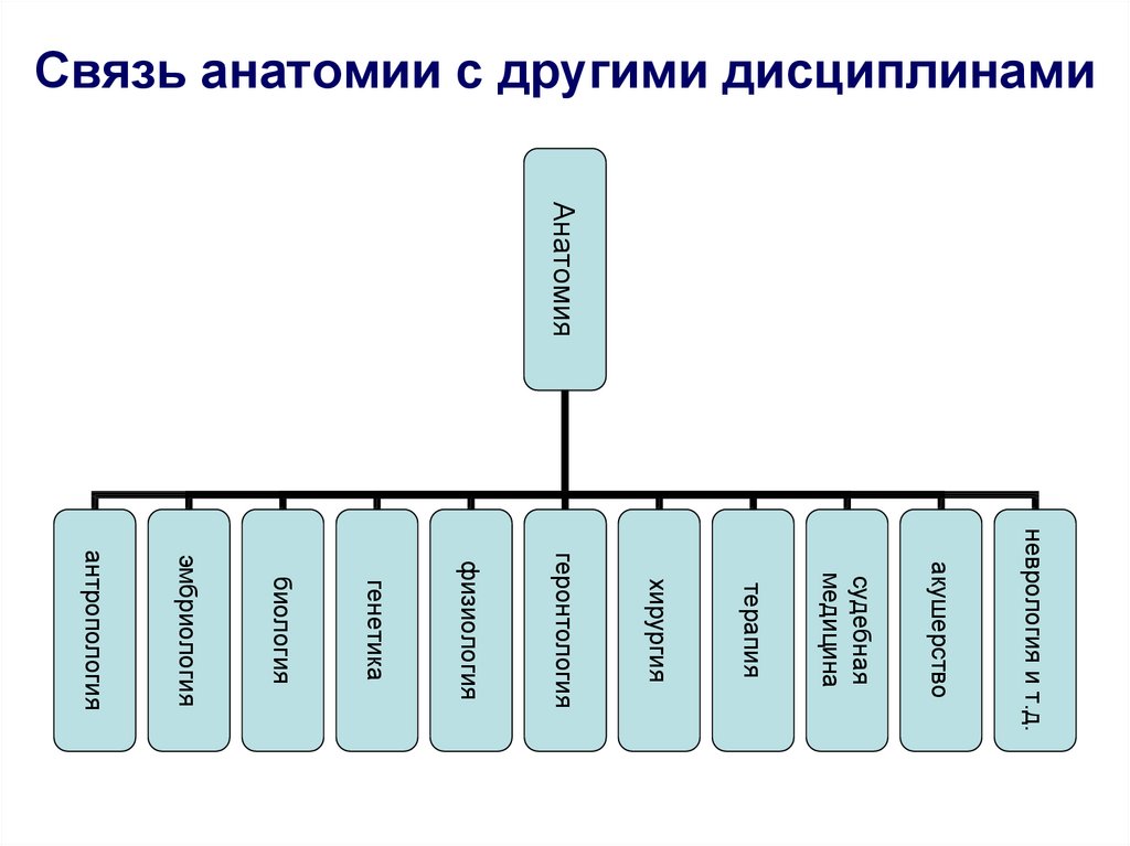 Разделы анатомии. Связь анатомии с другими науками. Связь анатомии с другими науками схема. Связь анатомии с другими дисциплинами. Связь гигиены с другими науками.