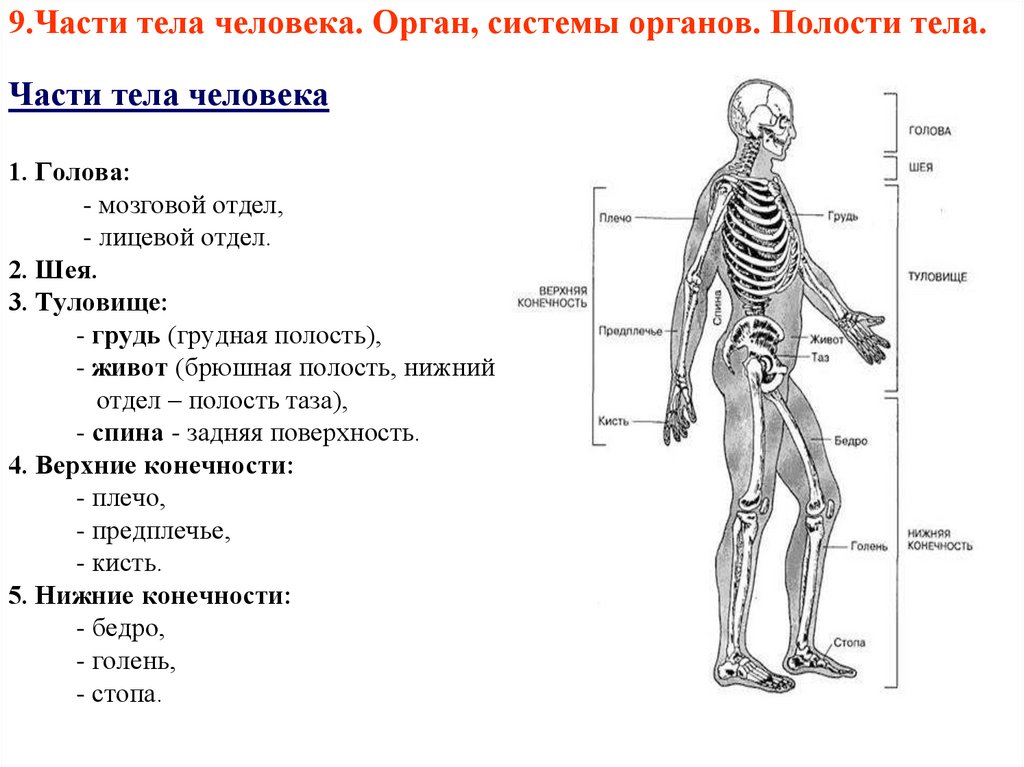 Название полостей человека. Части тела человека. Части человеческого тела. Части тела полости тела анатомия. Название частей человека.