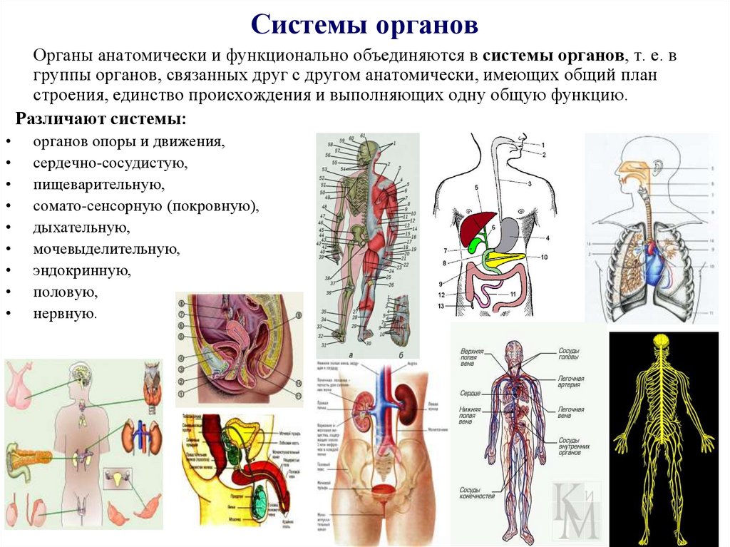 Изображения систем органов человека. В организме человека различают следующие системы органов:. Системы органов человека 5 класс. Система органов это 3 класс. Система органов это кратко.