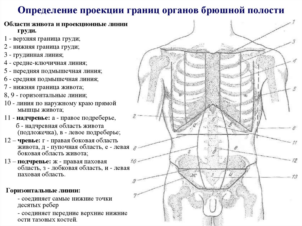 Живот схема человека