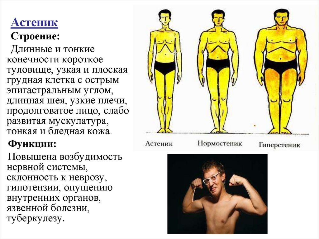 Астеническое телосложение. Телосложение нормостеник астеник. Типы фигур астеник нормостеник гиперстеник. Астеник гиперстеник. Астеник нормостеник гиперстеник мужчины.