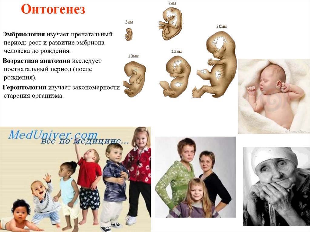 Развитие после рождения таблица. Развитие онтогенеза. Пренатальный период развития это. Онтогенез человека. Пренатальный онтогенез.