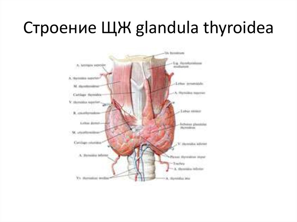 Glandula латынь. Щитовидная железа, glandula thyroidea:. Щитовидная железа (glandula thyroidea) развивается из:. Составные части glandula thyroidea.