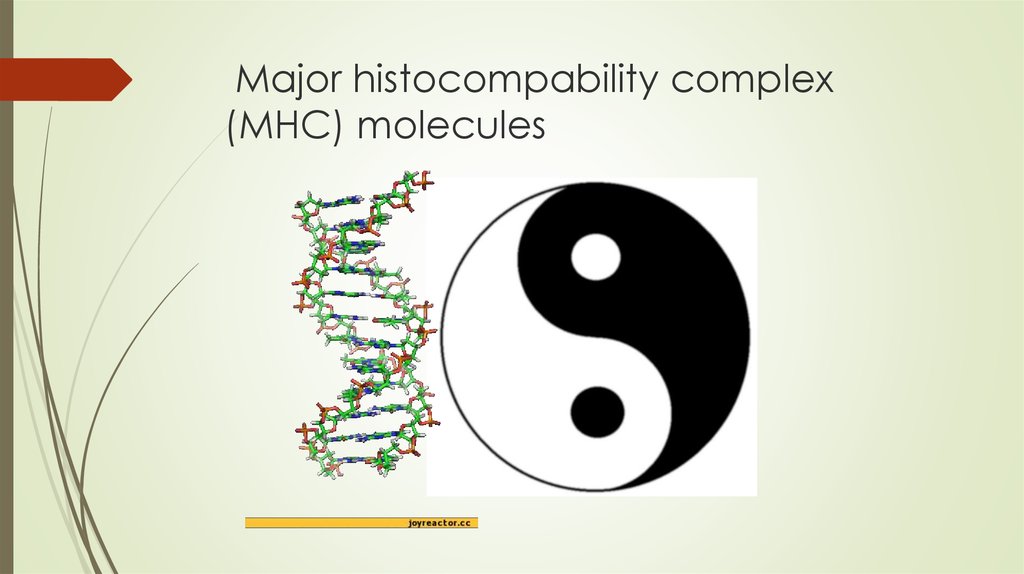 Major histocompability complex (MHC) molecules