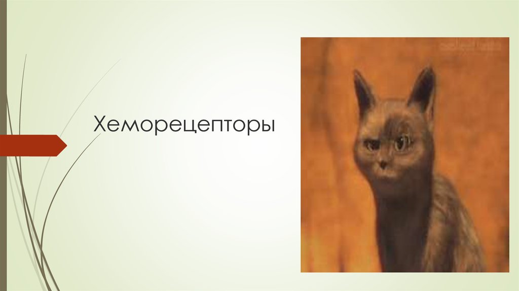 Хеморецепторы