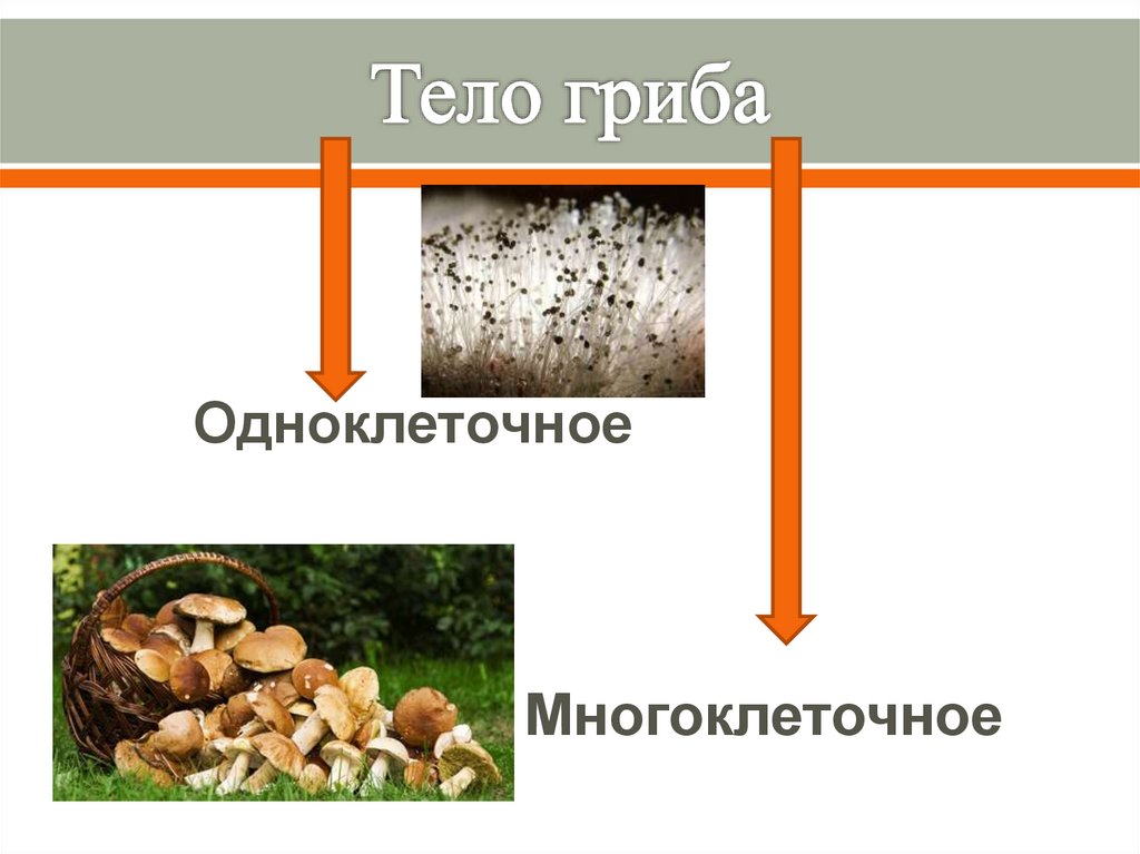 Грибы в организме