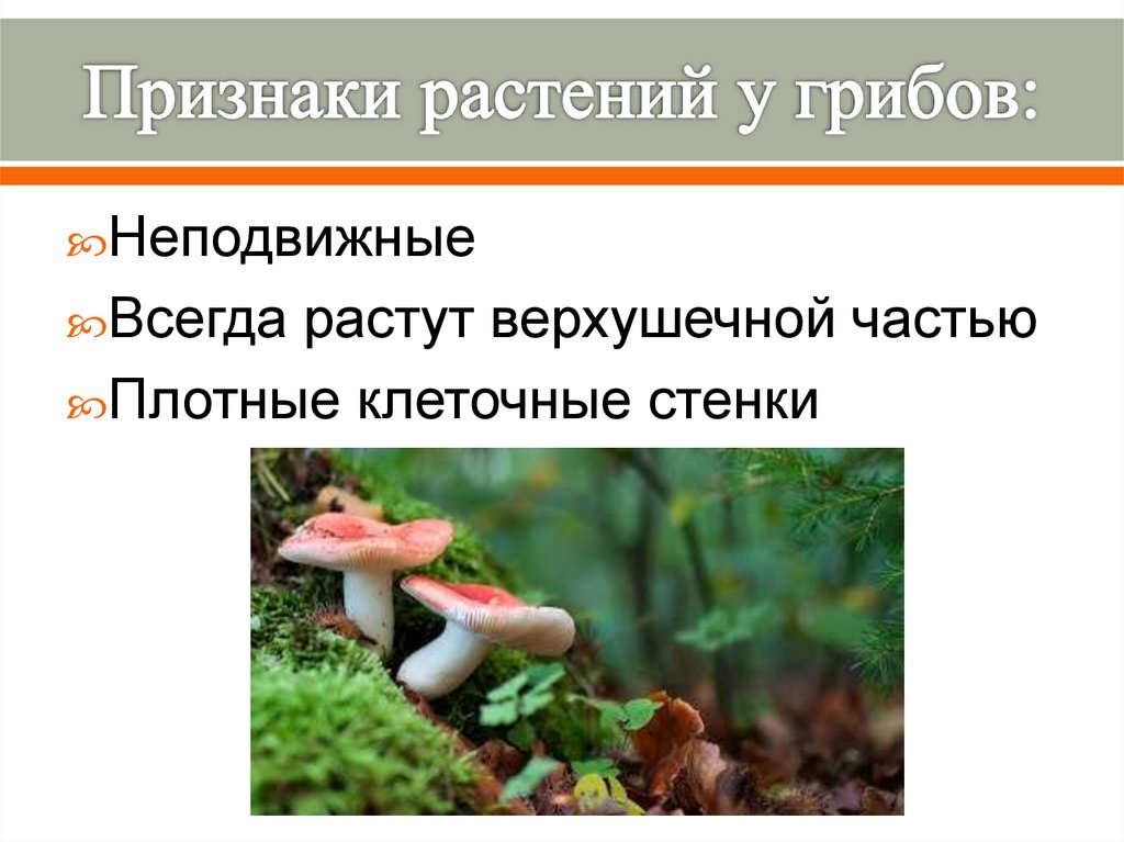 Признаки растений. Признаки растений у грибов. Общие признаки грибов и растений. Признаки растений и животных у грибов. Какой общий признак у грибов и растений.