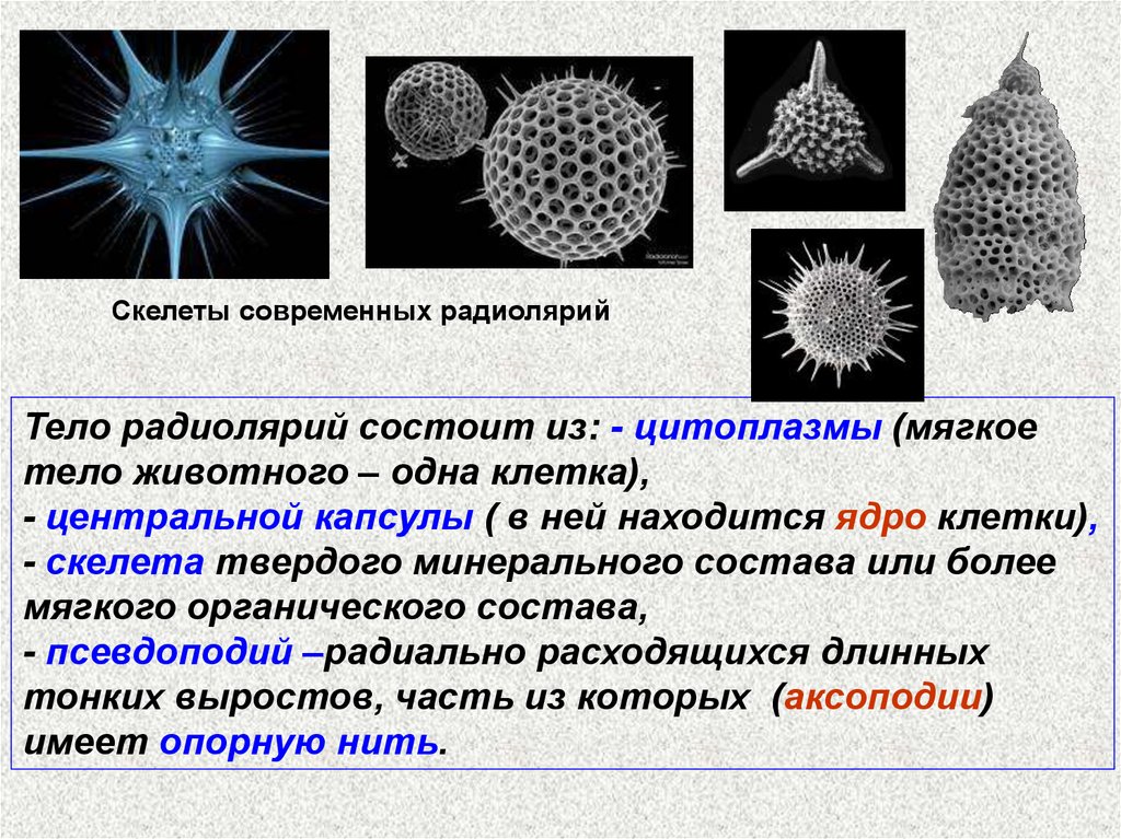 Псевдоподии клетки. Колониальные радиолярии. Скелет радиолярий состоит из. Центральная капсула радиолярий. Аксоподии радиолярии.