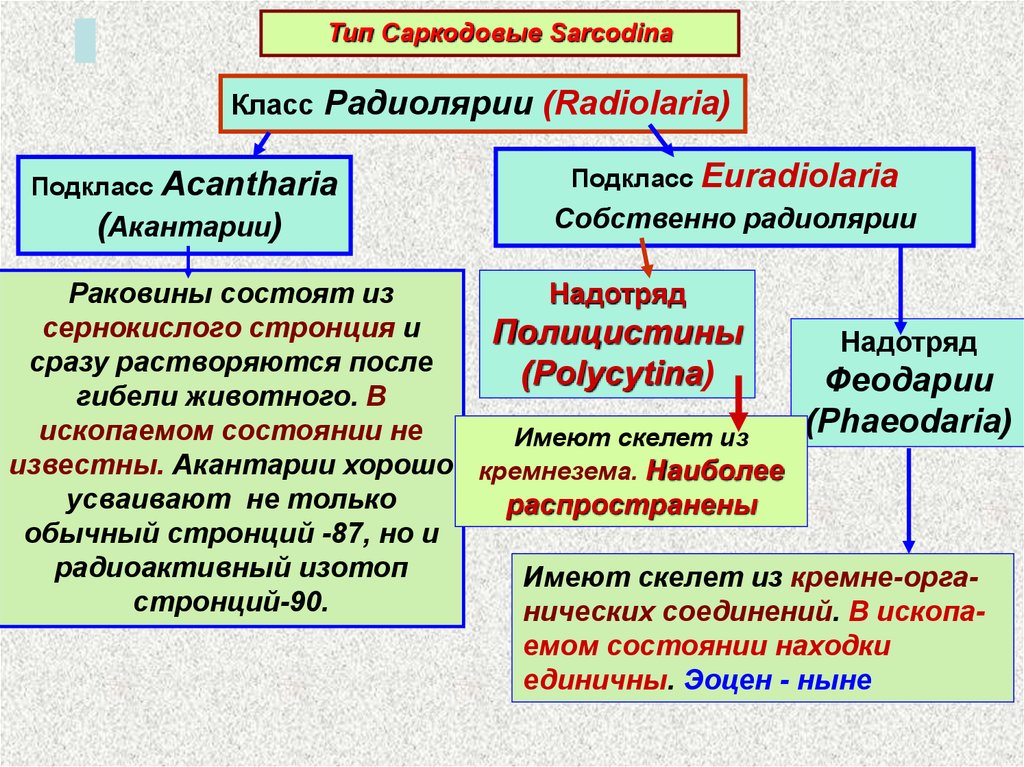 Тип саркодовые. Классификация саркодовых Sarcodina. Радиолярии систематика. Радиолярии классификация. Тип Саркодовые систематика.