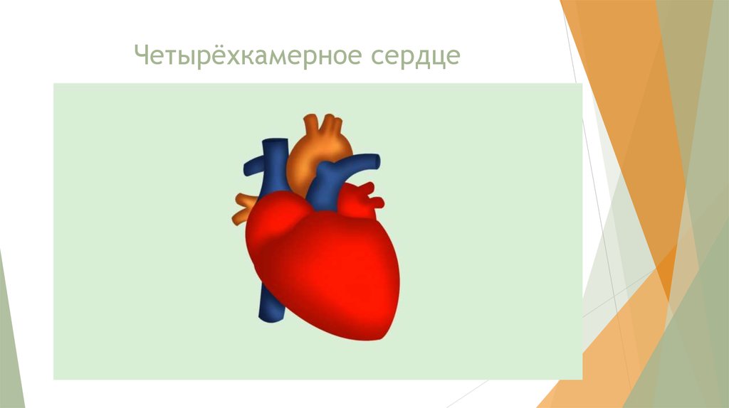 Четырехкамерное сердце наличие диафрагмы кожные покровы. Сердце картинка для детей.