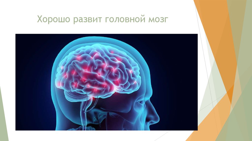Биология мозга учебники. Как цвет попадает в наш мозг(биология).