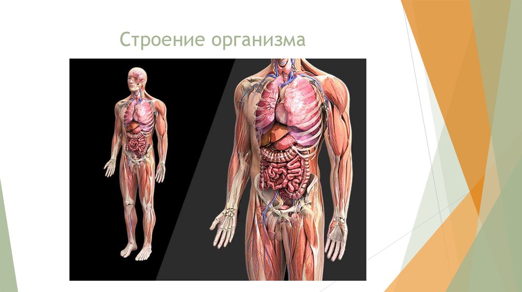 В чем заключается биология человека. Строение тела человека. Строение тела человека анатомия. Человек биология. Организм человека 8 класс.