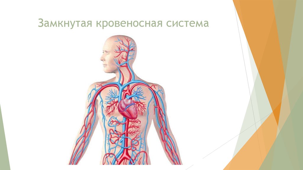 2 биологическое в человеке. Замкнутая кровеносная система. Кровеносная система человека замкнутая. Замкнутость кровеносной системы. Кровеносная система экономики.