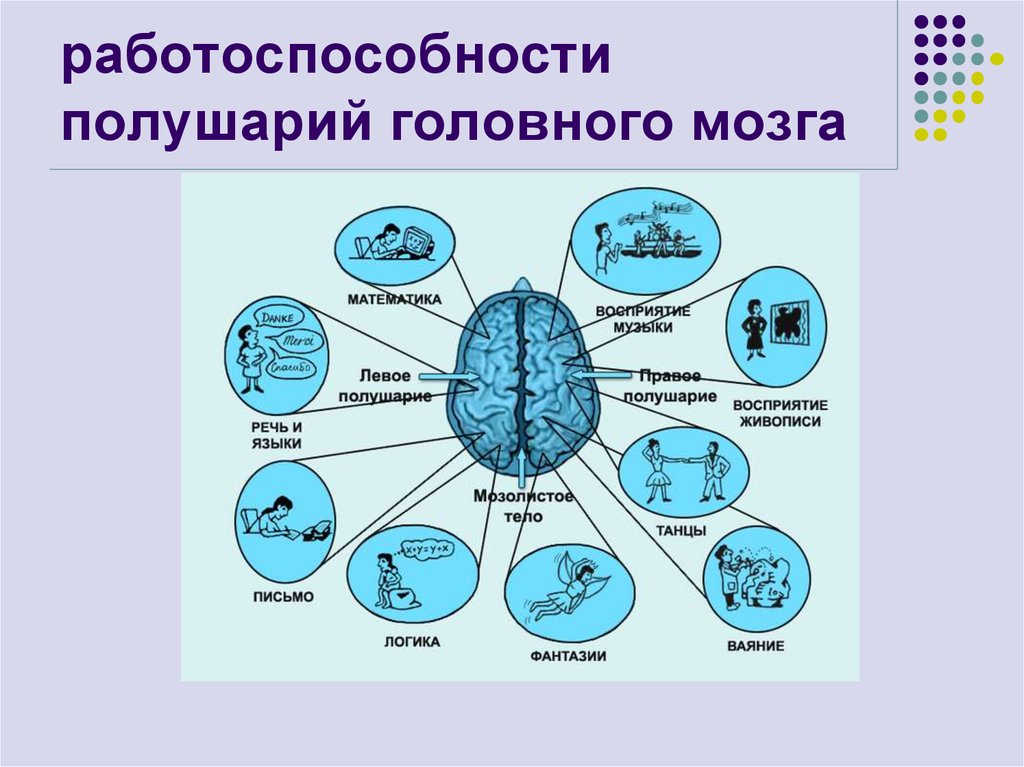 Полушария входят в состав мозга. Сферы специализации левого и правого полушарий головного мозга. Головной мозг правое полушарие строение. Строение левого полушария головного мозга. Функции левого полушария.