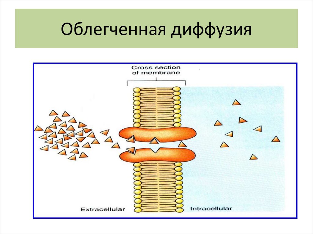 Простая диффузия. Облегчённая диффузия. Облегченная диффузия лекарственных средств. Простая и облегченная диффузия. Простая и облегченная диффузия отличия.