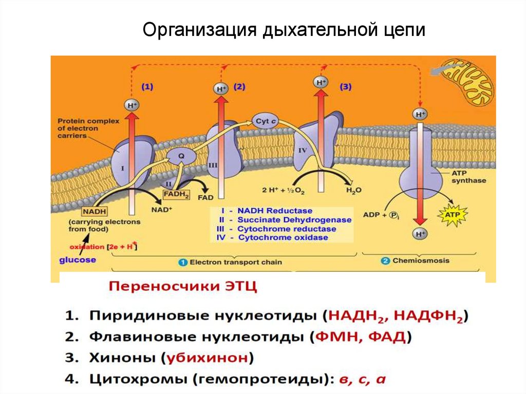 Организация дыхание