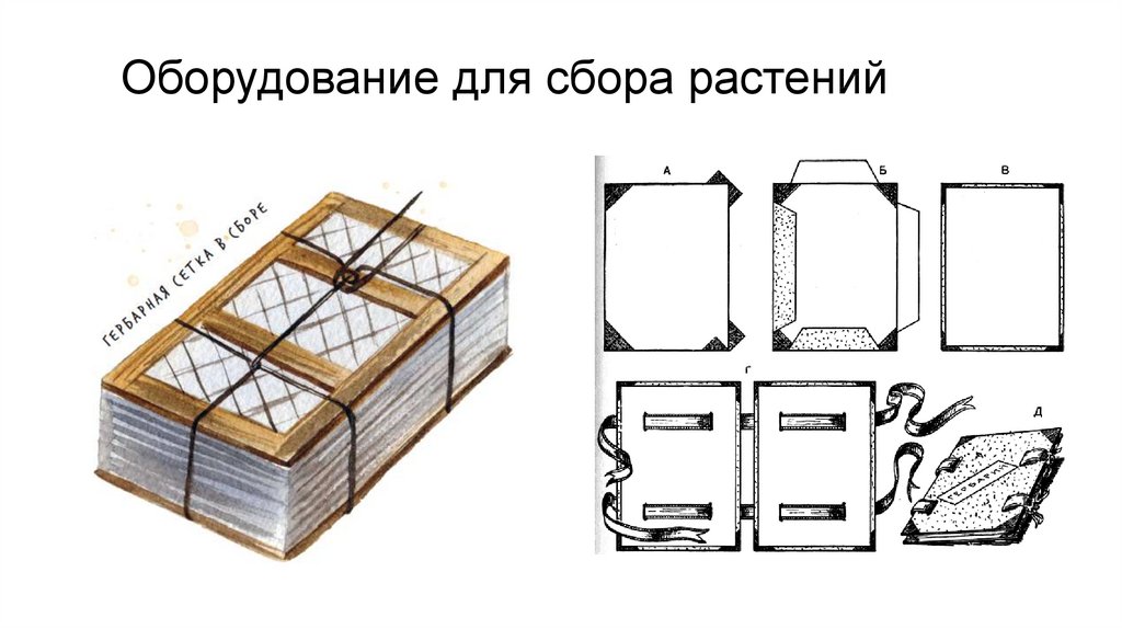 Используя материал учебника рисунки или гербарные материалы