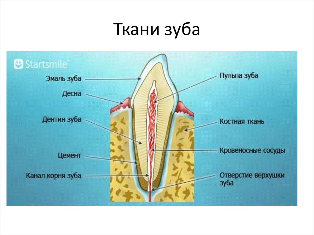 Какие части у зуба. Строение зуба анатомия части и ткани. Зубная кость строение зуба.