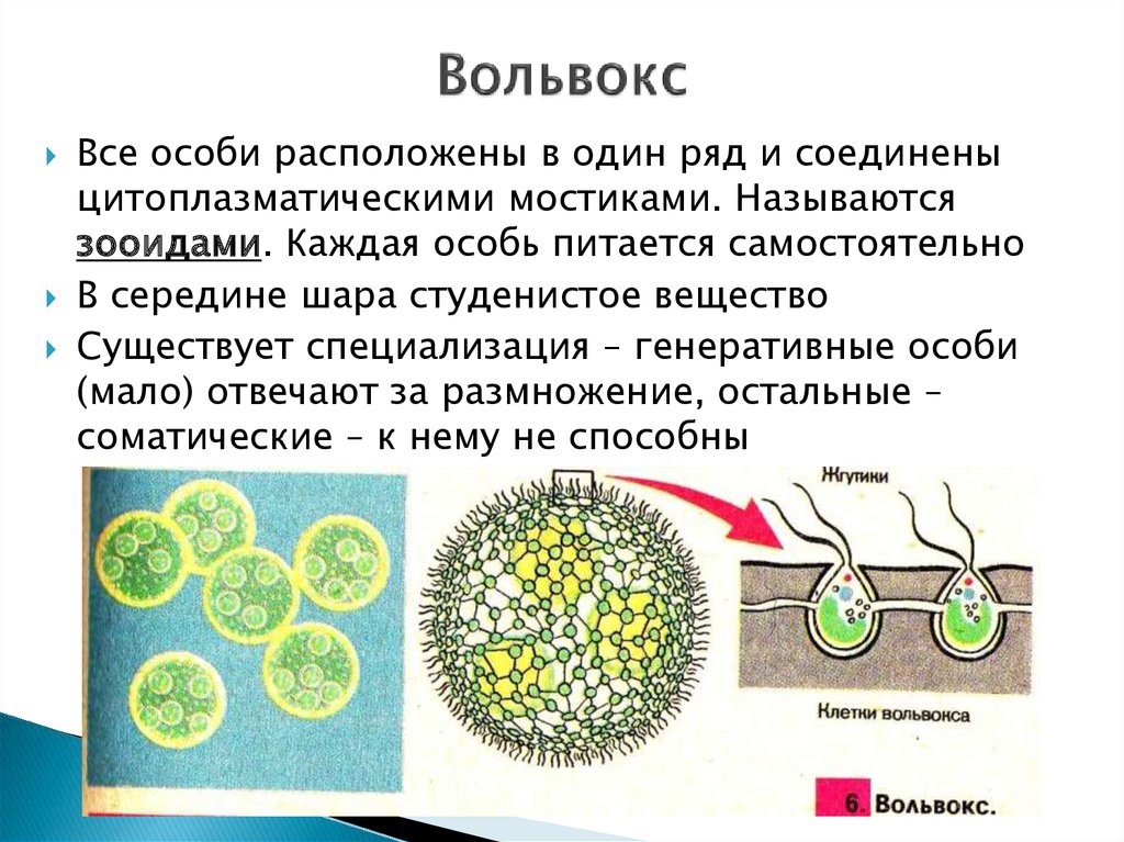 Вольвокс относится к. Строение колонии вольвокса. Одноклеточные водоросли вольвокс. Колониальные водоросли вольвокс. Одноклеточные организмы вольвокс.