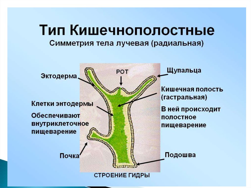 Урок 15 биология. Тип Кишечнополостные строение гидры. Строение гидры кишечная полость. Кишечная полость у кишечнополостных. Строение гидры мезоглея.