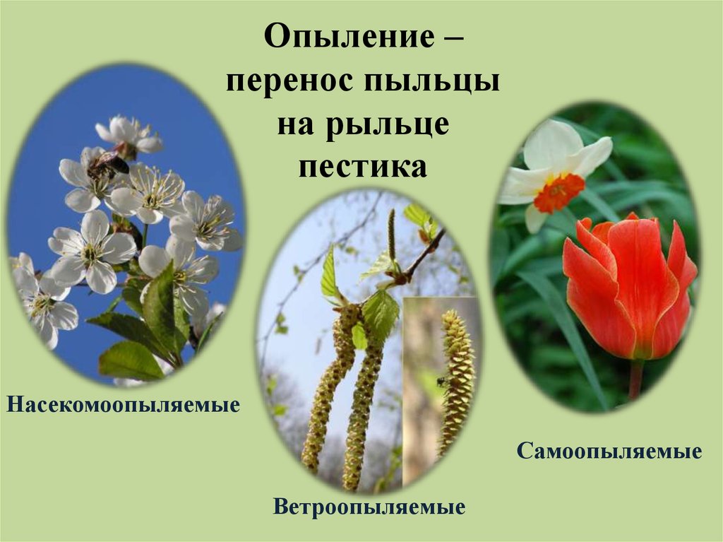 Перенос пыльцы на рыльце пестика называют. Опыление цветковых растений. Опыление смесью пыльцы. Генеративные органы растений. Перенос пыльцы это опыление.