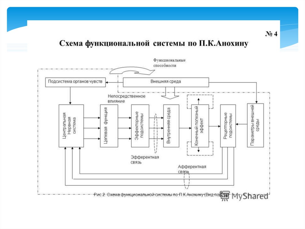 Схема функциональной системы по анохину