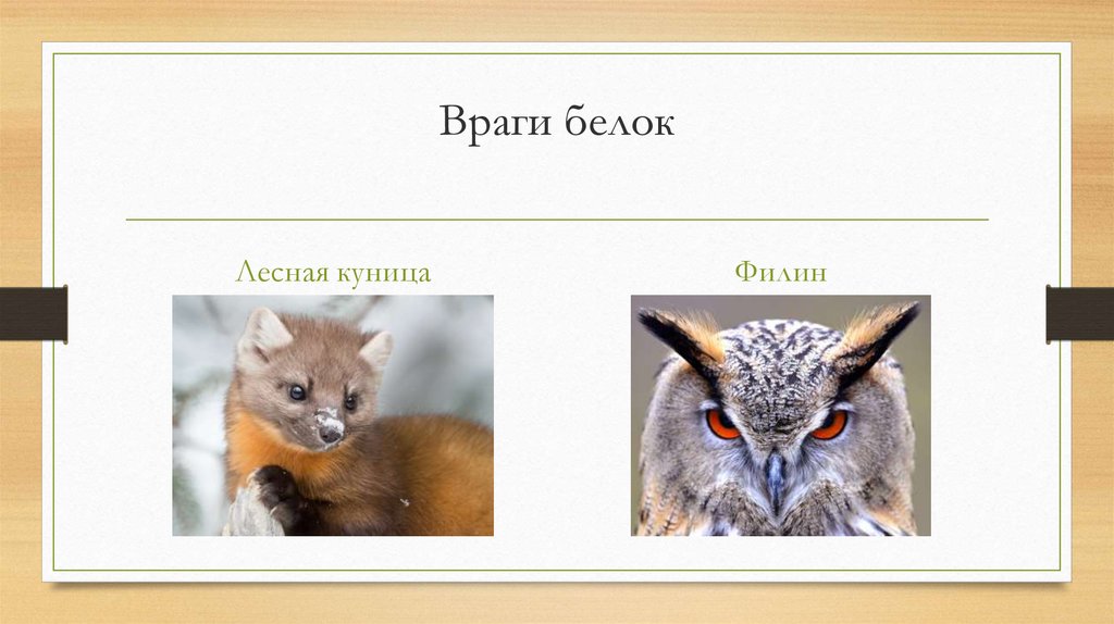 Враги белок