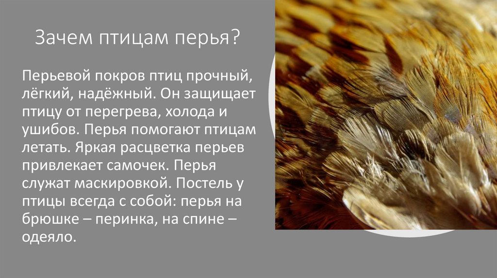 Для чего нужны перья птицам. Зачем птицам перья. Для чего нужны перья.