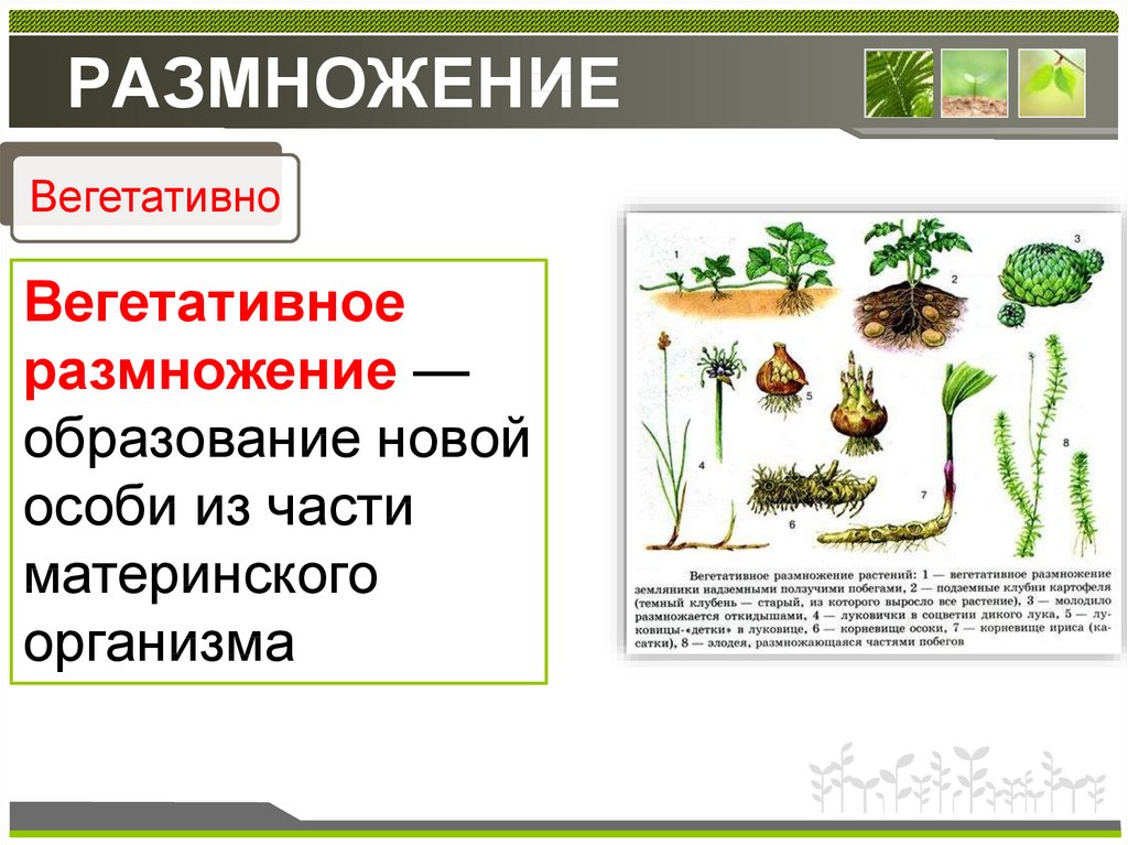 Какая наука изучает вегетативное размножение. Метод вегетативного размножения растений. Способы вегетативного размножения растений 6 класс биология. Бесполое размножение вегетативное. Вегетативное размножение это в биологии 6 класс определение.