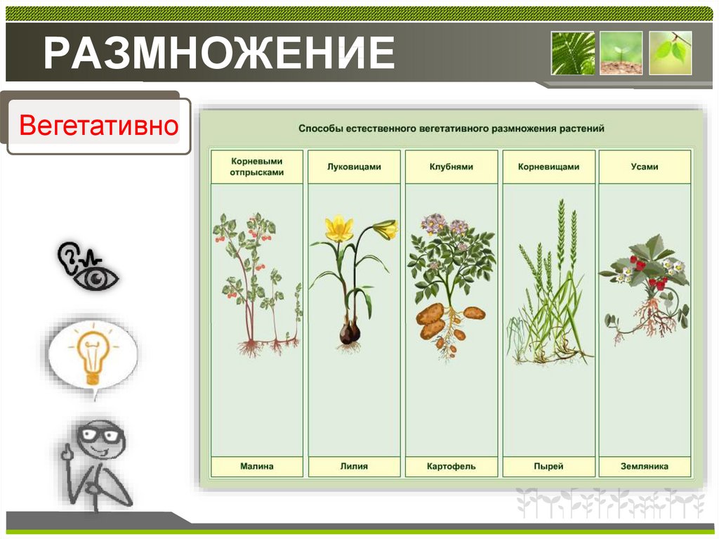 Формы и способы размножения растений. Схема таблица размножения растений. Размножение растений. Способы размножения растений. Вегетативное размножение растений.