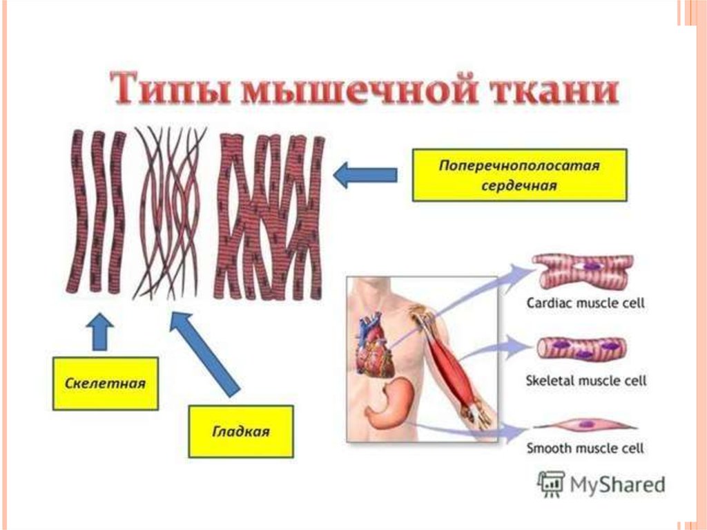 Клетки мышечной ткани. Клетки поперечно-полосатой мышечной. Строение мышечной клетки человека. Структурная единица поперечно полосатой мышечной ткани. Поперечнополосатая мышечная ткань виды.