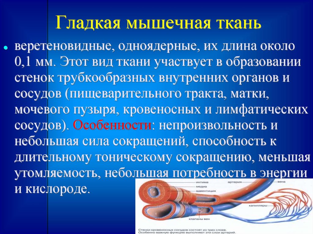 Стенки сосудов ткань. Участвует в образовании стенок кровеносных сосудов. Гладкая мышечная ткань веретеновидные. Ткани участвующие в образовании стенки сосуда. Мышечная ткань кровеносных сосудов.