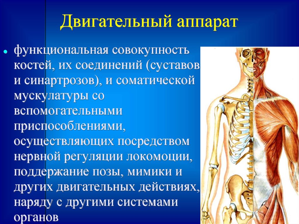 Костная система выполняет в организме функцию. Двигательная система. Опорно-двигательная система человека. Совокупность костей и их соединений. Соматическая мускулатура.