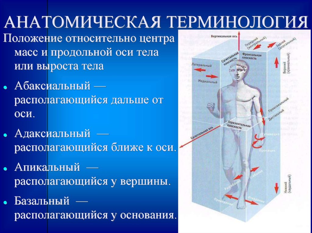 Ориентация тела. Анатомическая терминология. Анатомия термины. Общие анатомические термины. Оси тела и анатомическая терминология.