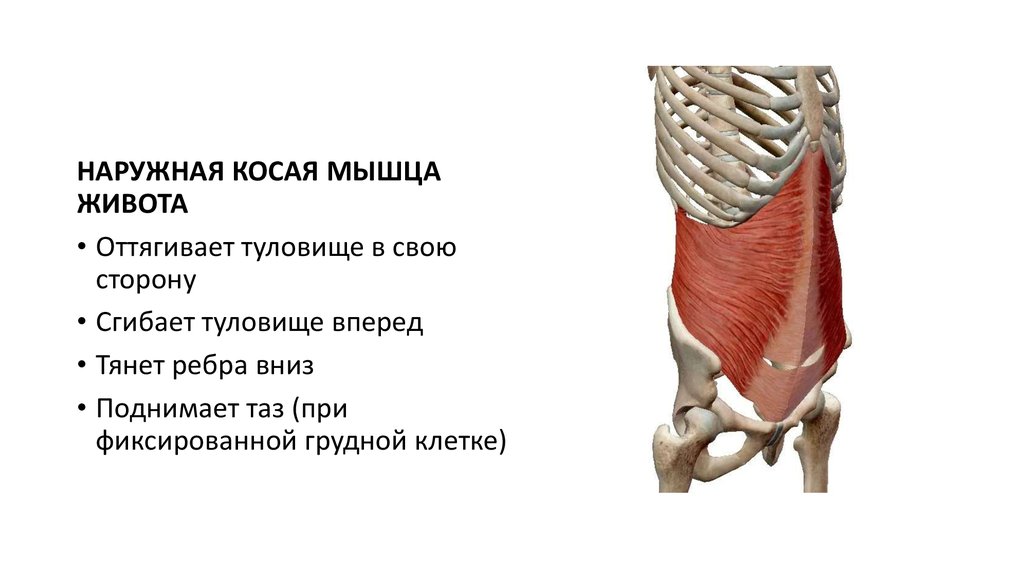 Наружная косая мышца живота функции