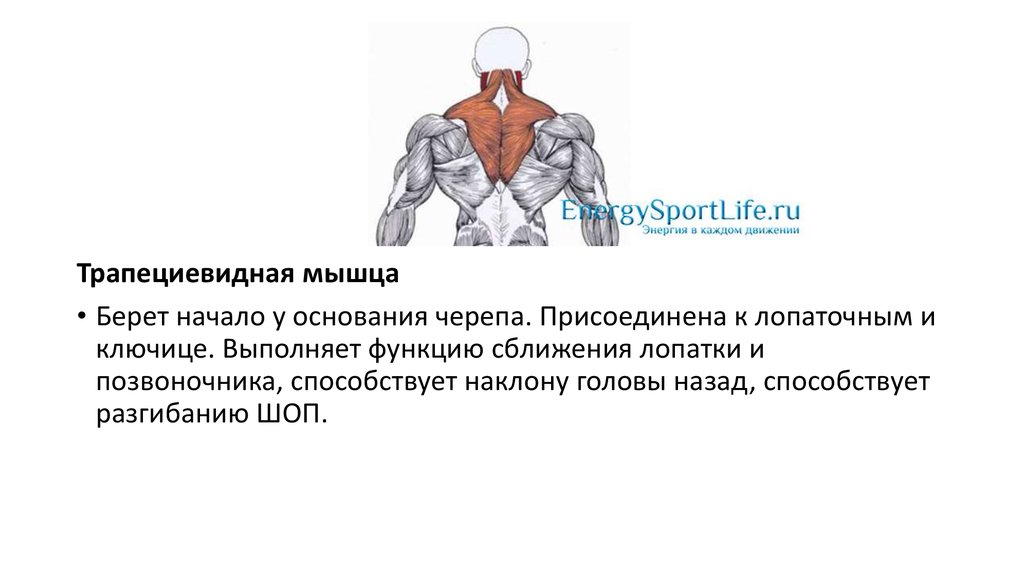 Главная функция мышцы