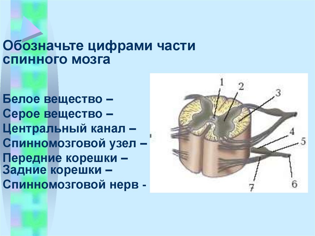 Обозначьте цифрами части спинного мозга. Передние и задние корешки спинного мозга. Передний корешок спинного мозга. Функции передних Корешков спинного мозга.