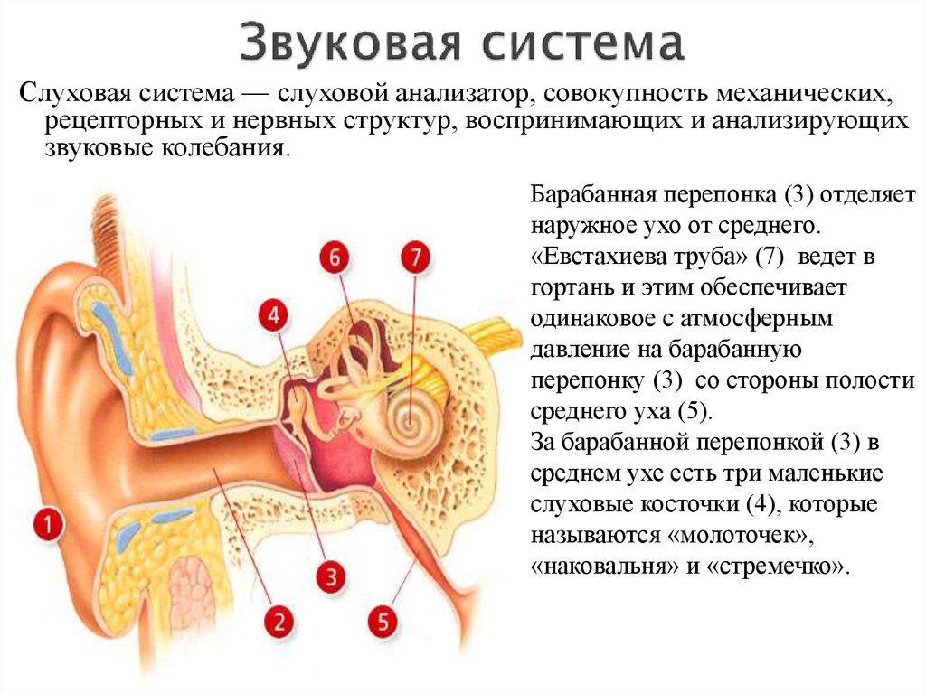 Боли внутреннего уха. Барабанная перепонка отделяет среднее ухо от внутреннего. Барабанная перепонка отделяет наружное ухо от. Барабанная перепонка строение уха. Барабанная перепонка отделяет наружный слуховой проход.