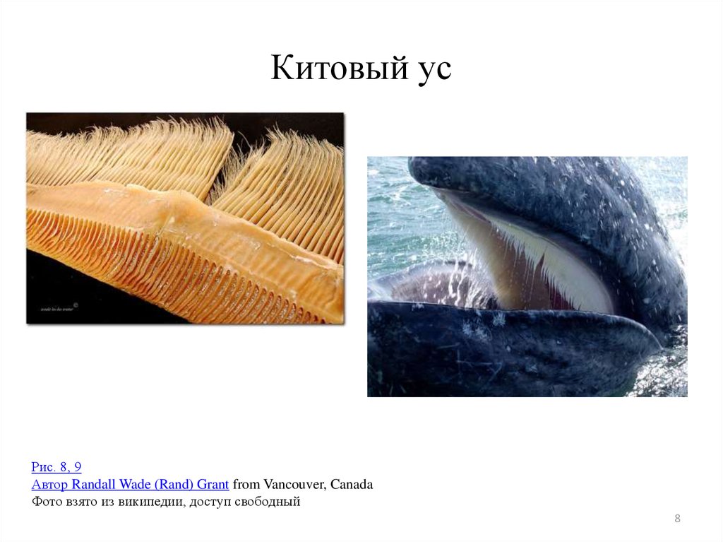 Шерсть у китообразных. Китовый ус. Китовый ус размер. Пластины китового Уса. Китовый ус строение.