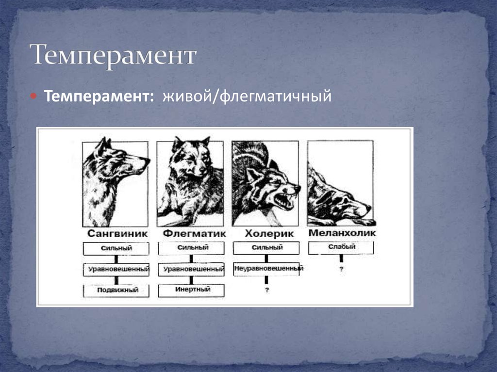 Темперамент