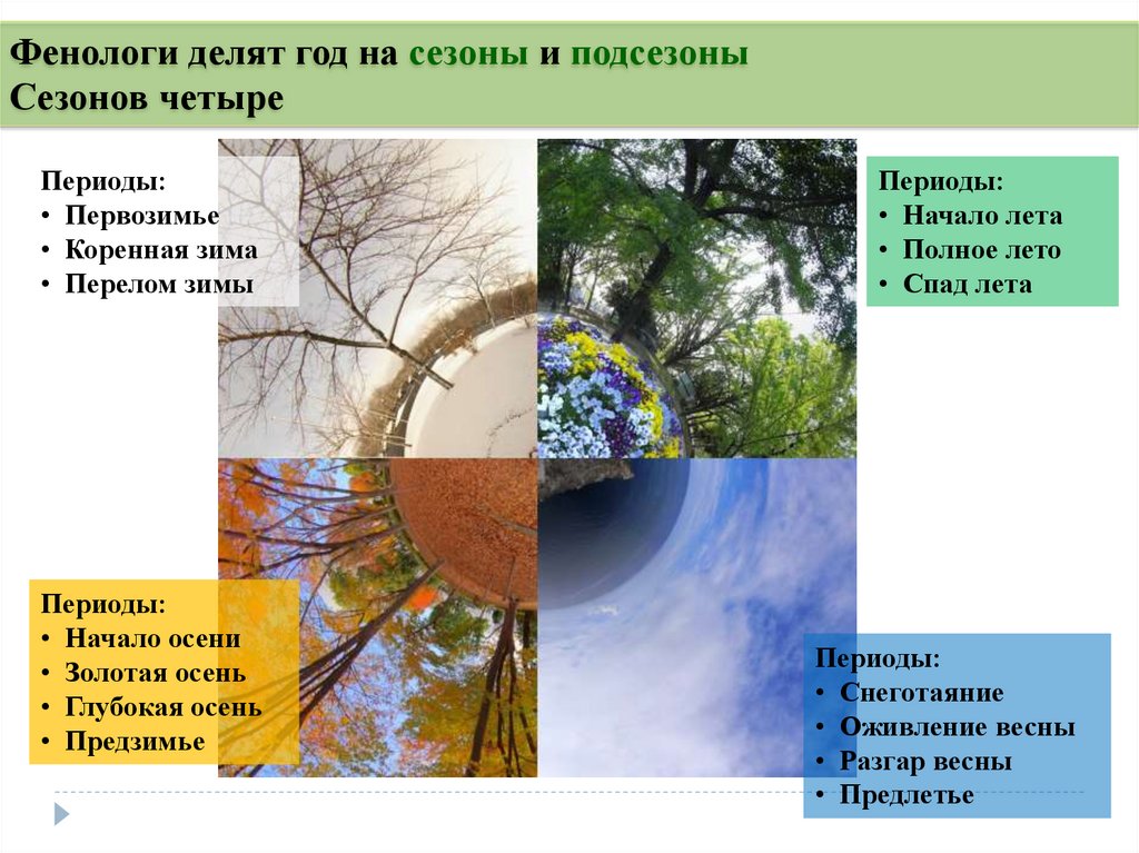 Сезонные изменения в жизни растений таблица. Фенологические явления. Фенология в природе. Фенологические признаки весны.