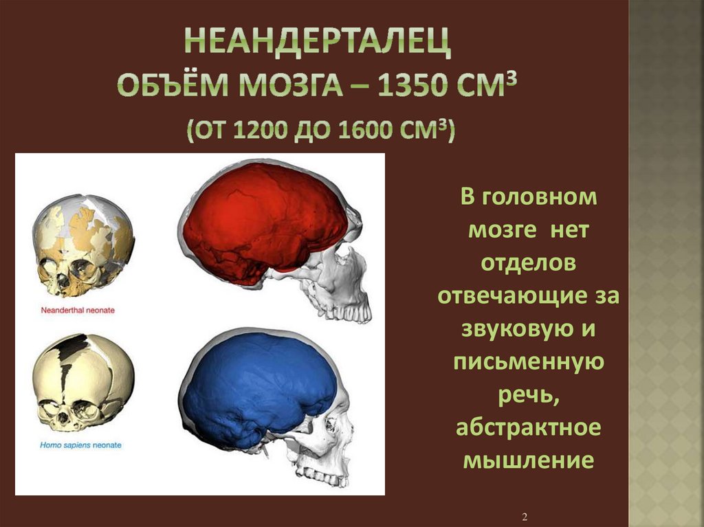 Объем мозга 700 1250