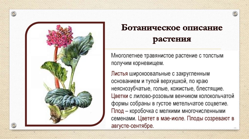 Бадан растение фото и описание польза. Бадан толстолистный. Бадан толстолистный латынь. Бадан толстолистный цветок. Бадан лекарственное растение описание.