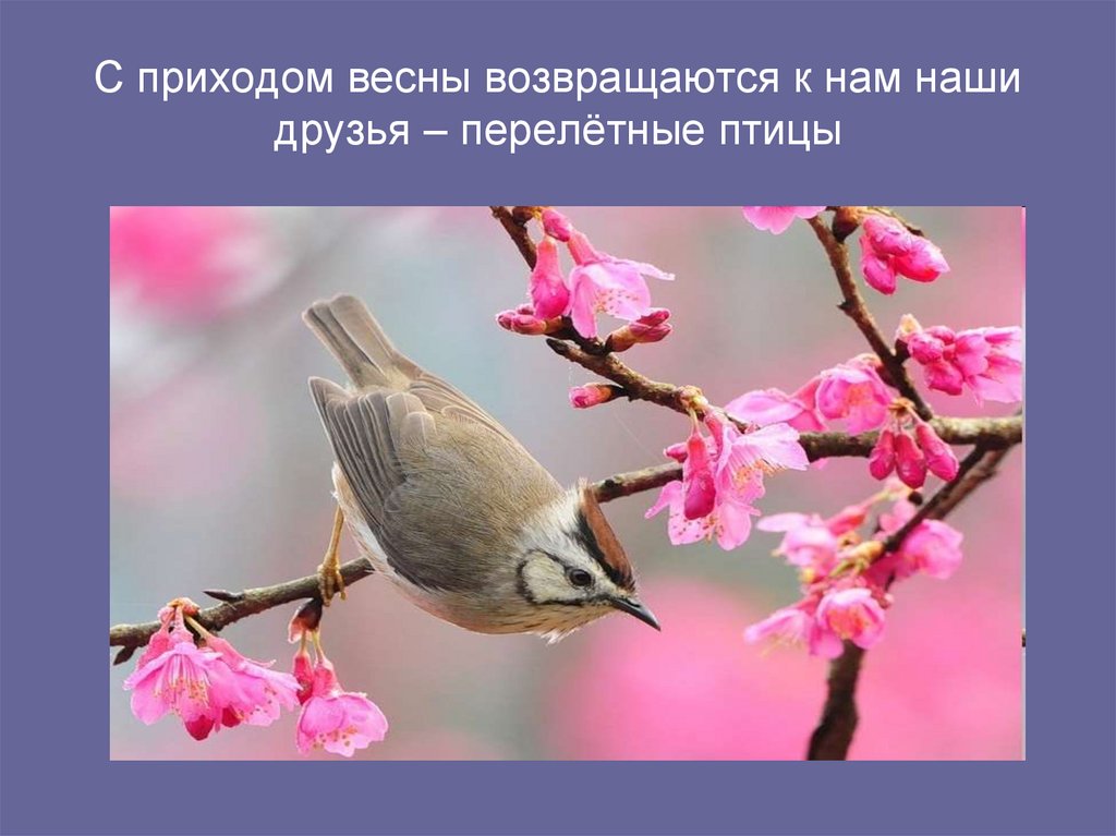 Приход весны птицы. Наши друзья перелетные птицы. Птицы возвращаются весной.