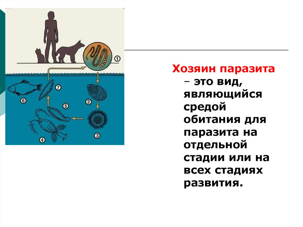 Паразит хозяин. Виды хозяев паразитов. Отношения паразит хозяин примеры.