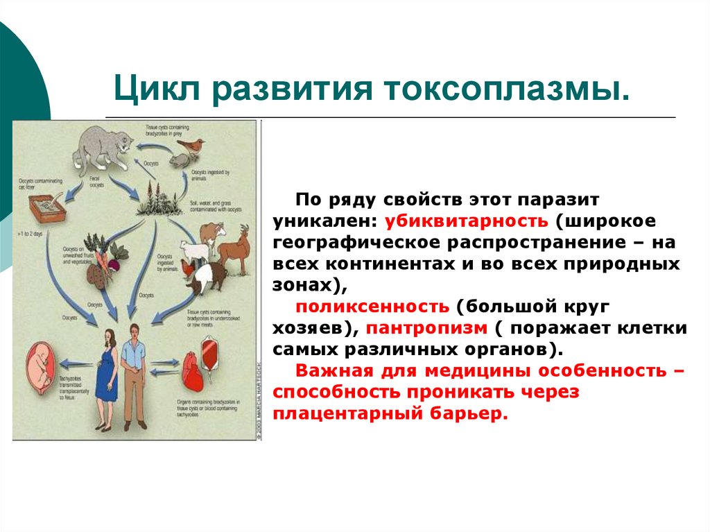 Каков цикл развития