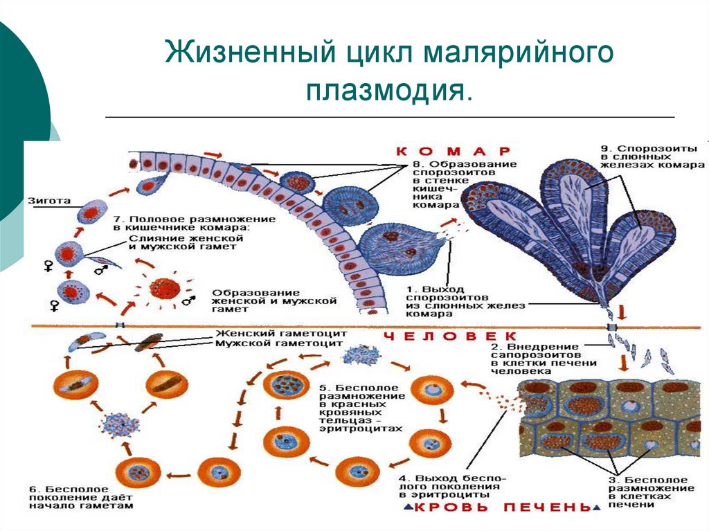 Цикл малярии. Этапы цикла развития малярийного плазмодия. Схема жизненного цикла возбудителей малярии. Стадия жизненного цикла паразита малярийного плазмодия. Цикл малярийного плазмодия кратко.
