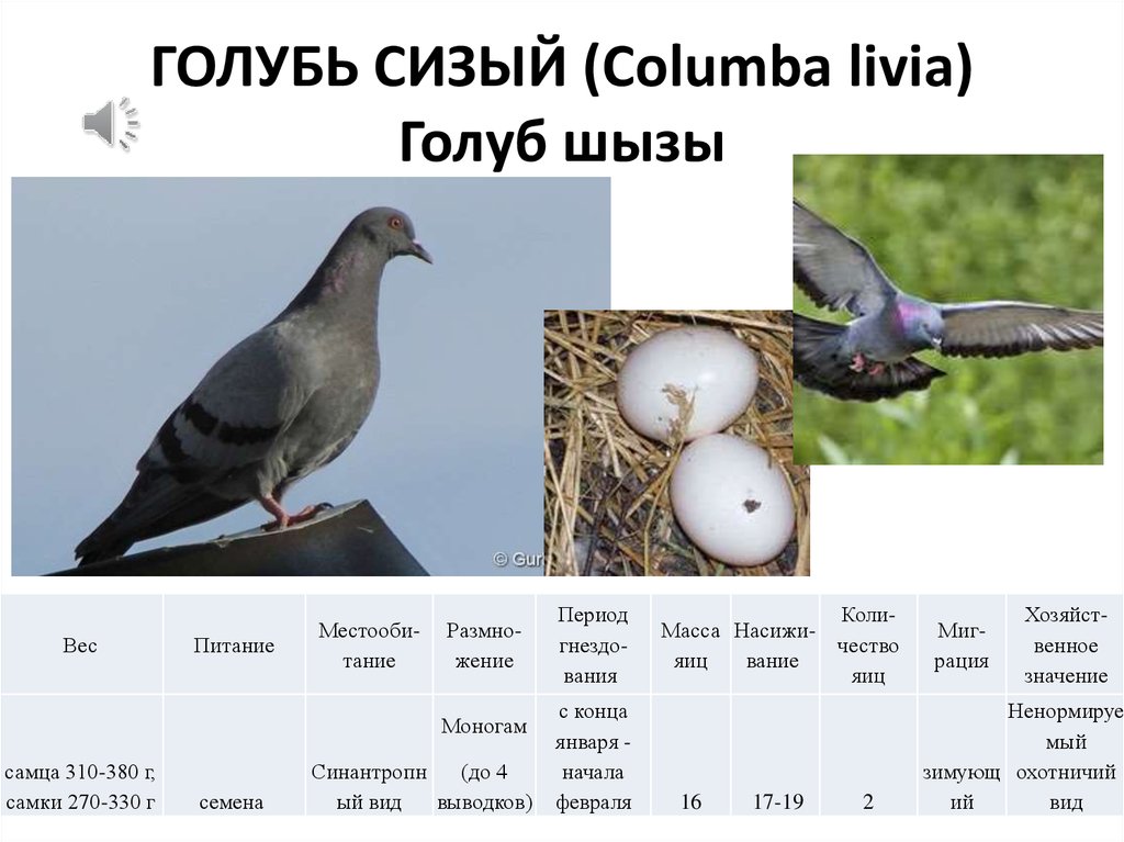 Высота голубей. Классификация голубя. Систематика голубя. Размер голубя. Сизый голубь типы.